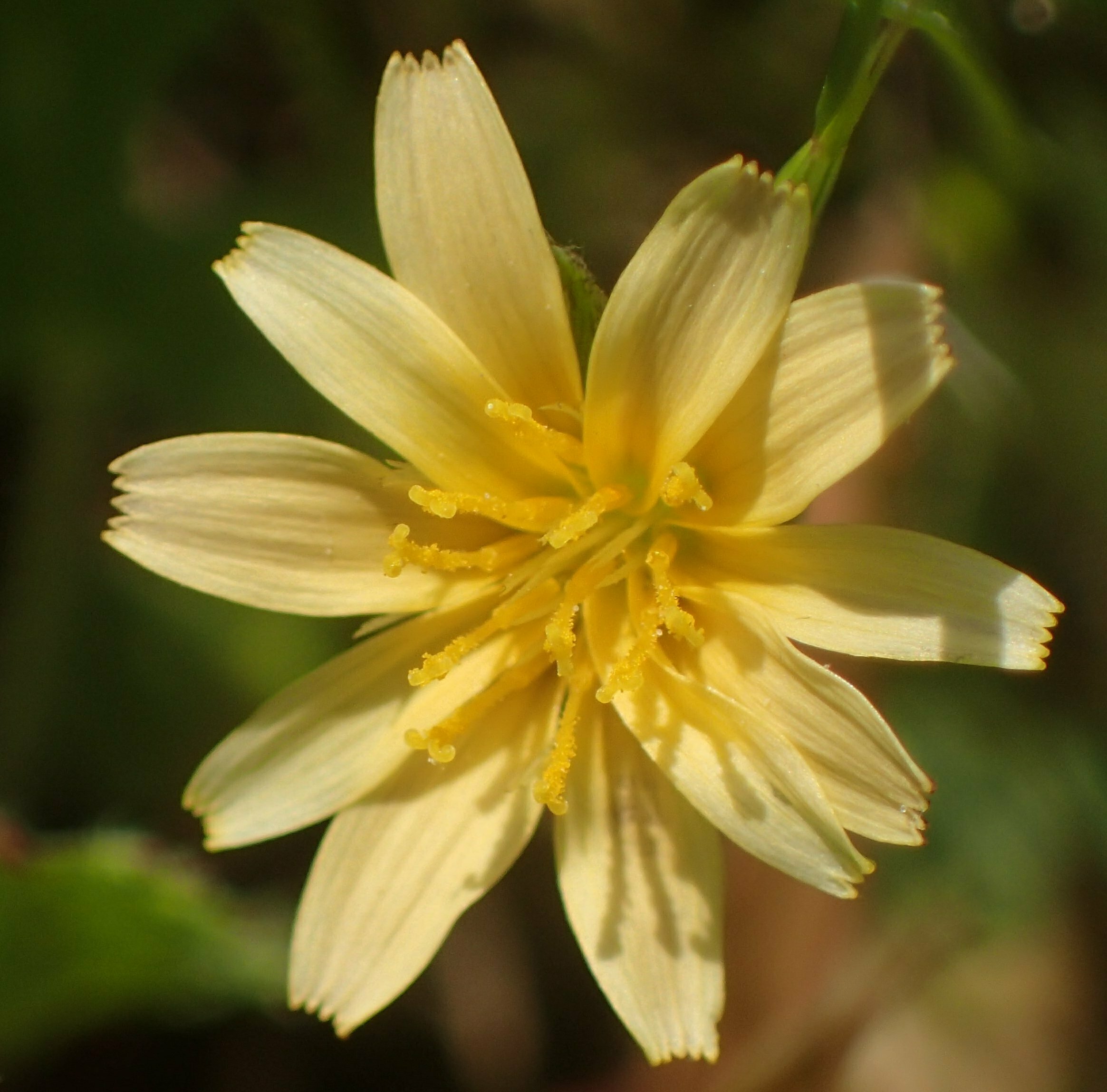 High Resolution Microseris bigelovii Flower